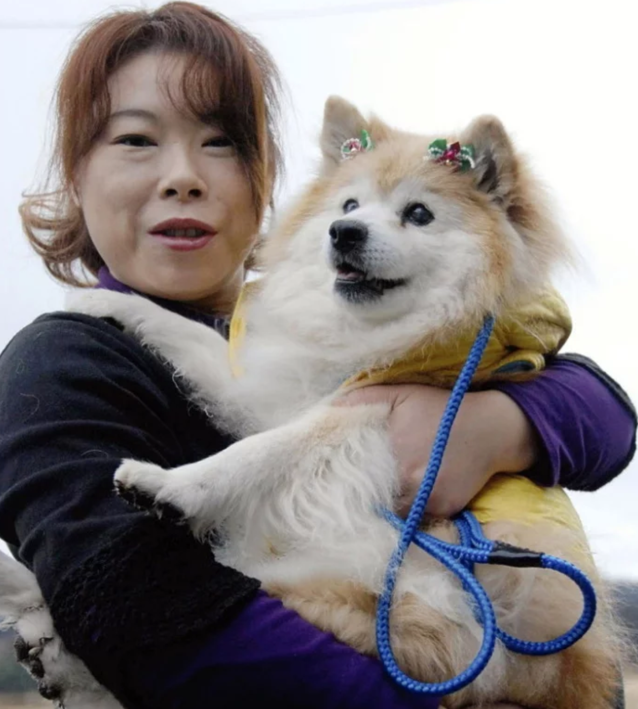 Pusuke: The Japanese Sensation mixed-breed dog from Japan